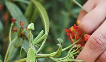 Huerto de la ENCRyM atrae mariposas monarca y sirve como aula biocultural en CDMX
