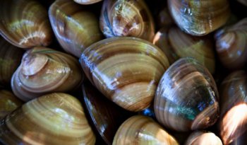 Establece Agricultura veda temporal para almeja chocolata en Baja California Sur