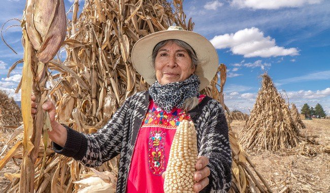 Producci&oacute;n para el Bienestar benefici&oacute; a 2 millones de productores en 2025 con apoyo de m&aacute;s de 15 mil mdp