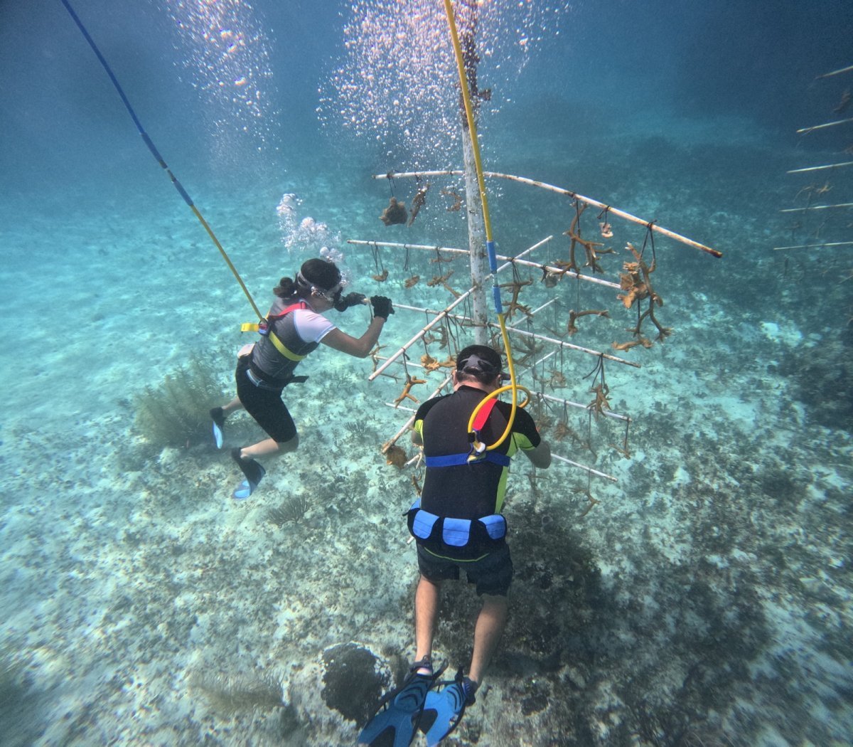 Promueve la FPMC el cuidado de los arrecifes con amplia participaci&oacute;n social en Chankanaab