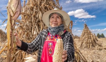 Producción para el Bienestar benefició a 2 millones de productores en 2025 con apoyo de más de 15 mil mdp