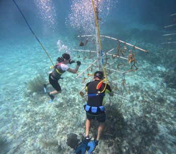 Promueve la FPMC el cuidado de los arrecifes con amplia participación social en Chankanaab