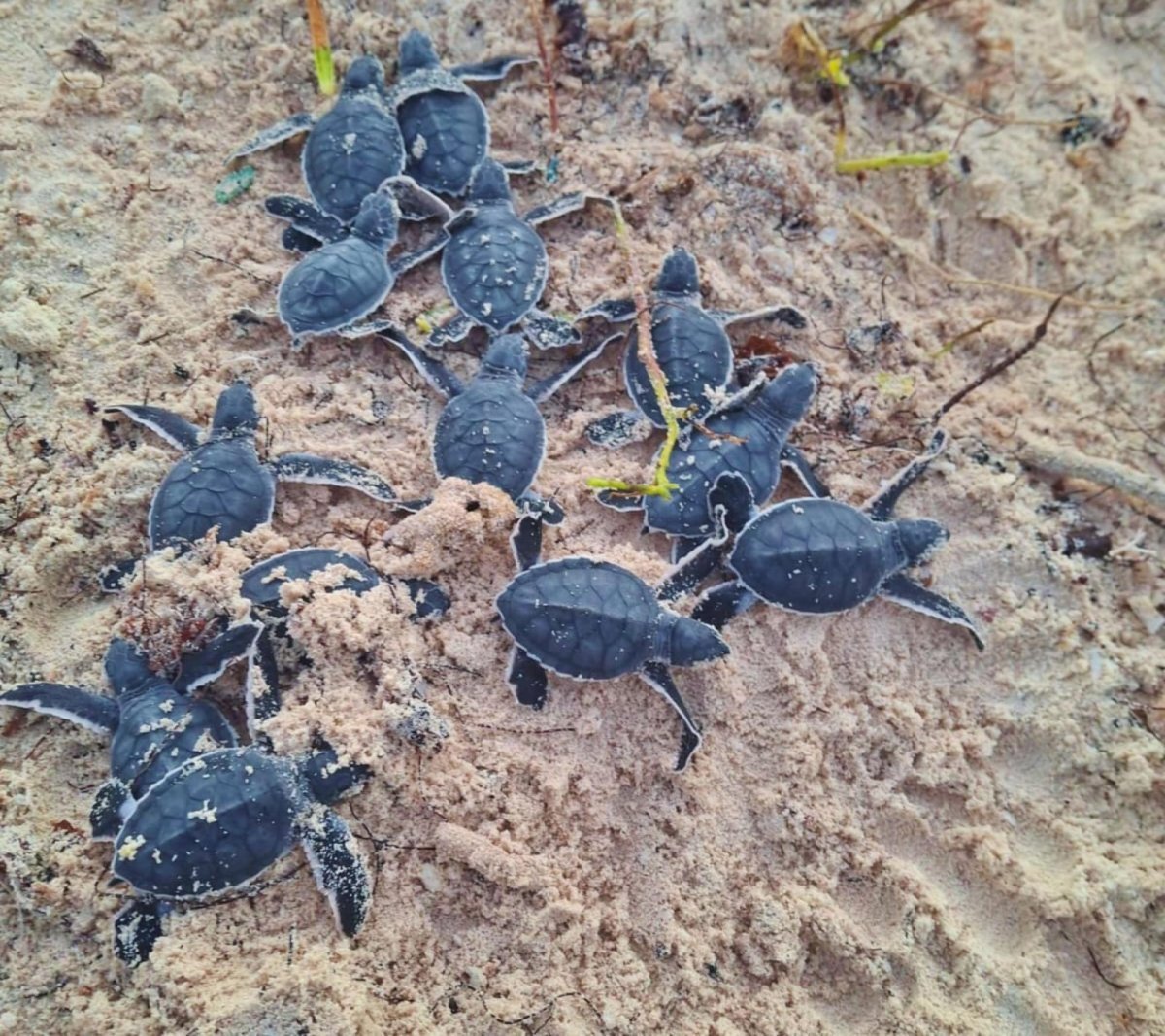La FPMC registra nacimiento at&iacute;pico de tortuga blanca marca cierre de a&ntilde;o en Punta Sur