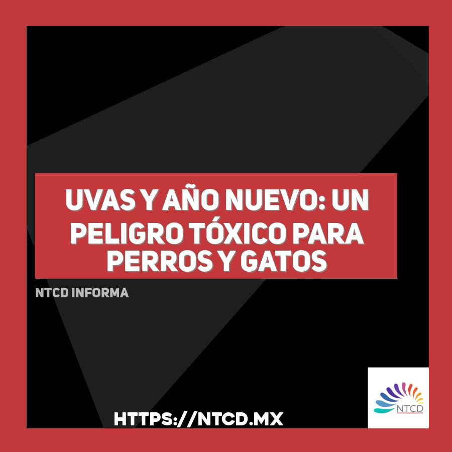 Uvas y A&ntilde;o Nuevo: un peligro t&oacute;xico para perros y gatos