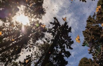 Guardia Civil despliega operativo bilingüe en santuarios de la Mariposa Monarca en Michoacán