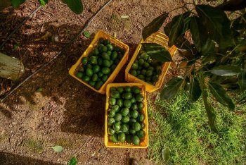 Jalisco busca ampliar zonas libres de barrenadores del aguacate para fortalecer exportaciones