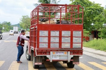 Sefader exhorta a notificar sospechas de gusano barrenador en Oaxaca; registra 1,984 casos acumulados