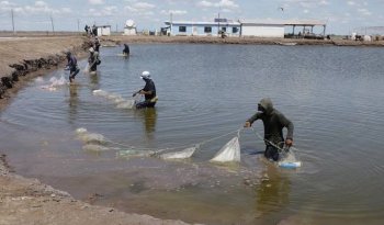 Conapesca fortalece acuacultura con asistencia técnica y financiamiento en municipios de alta pobreza