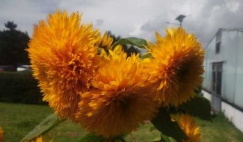 PACMyC 2024 respalda manual que preserva conocimientos mazahuas sobre plantas medicinales en Almoloya de Juárez