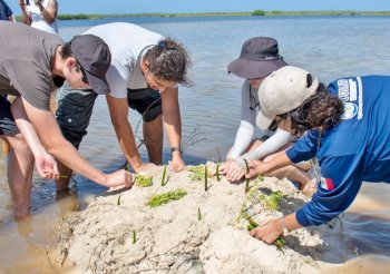 Restauración de manglar en Laguna Colombia avanza con éxito y fortalece la salud ecológica de Punta Sur