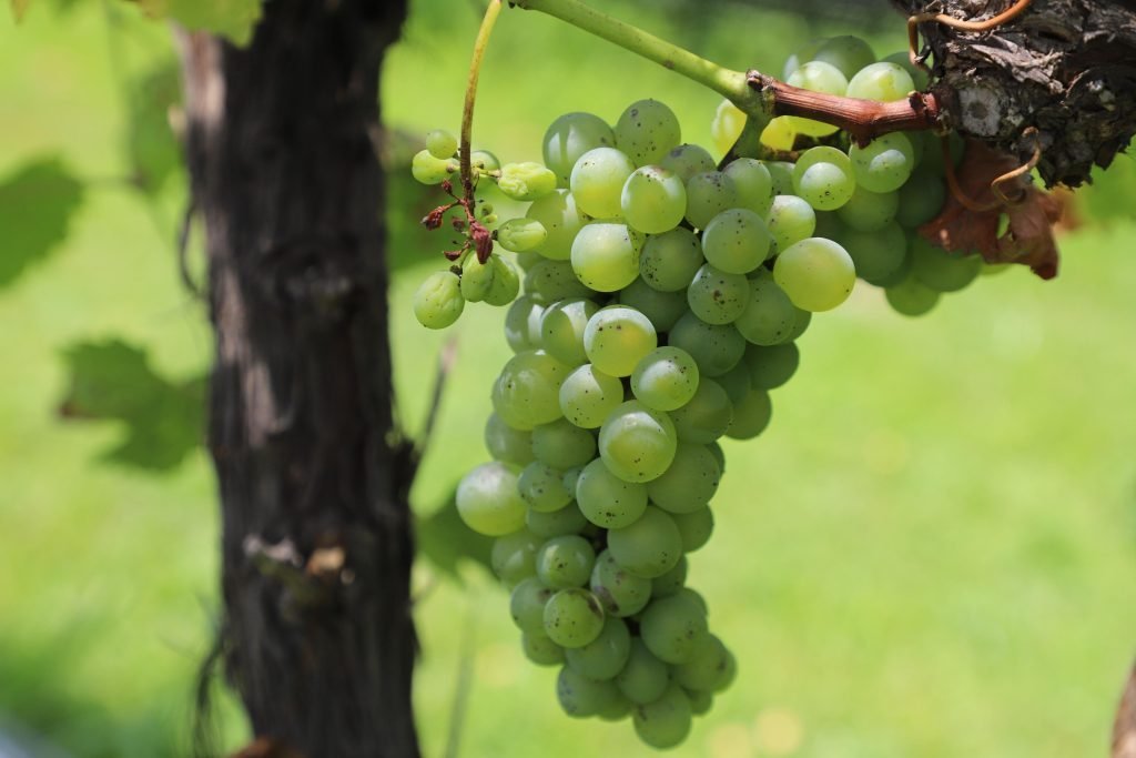 Proyectos tur&iacute;sticos de Guanajuato, finalistas en Premios Excelencias Tur&iacute;sticas 2025