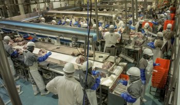 Organizaciones ganaderas y porcícolas respaldan cupos de importación establecidos por el Gobierno de México