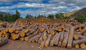 Semarnat lanza portal de Estadísticas de la Producción Forestal para transparentar gestión del sector