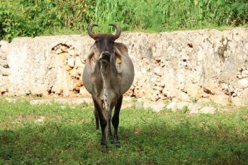Yucatán reporta 32 nuevos casos de gusano barrenador y suma 99 municipios afectados
