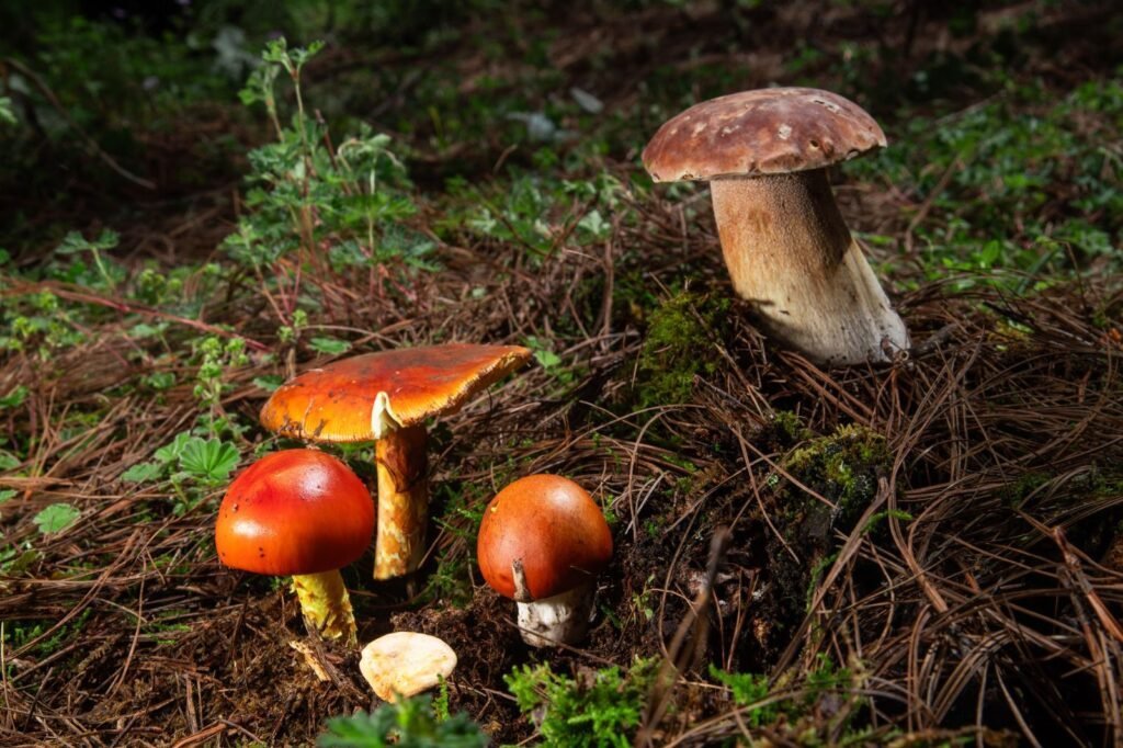 Pueblos Mancomunados de Oaxaca, nominados a Premios Excelencias Tur&iacute;sticas 2025