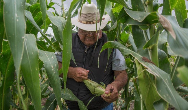 Programa de incentivos para granos b&aacute;sicos concluye registro y dispersa m&aacute;s de 194 millones de pesos