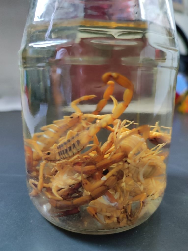 Guanajuato reporta disminuci&oacute;n en casos de alacranismo durante 2025