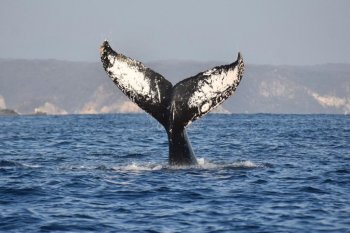 Continúa temporada de avistamiento de ballenas jorobadas en la Costa Oaxaqueña