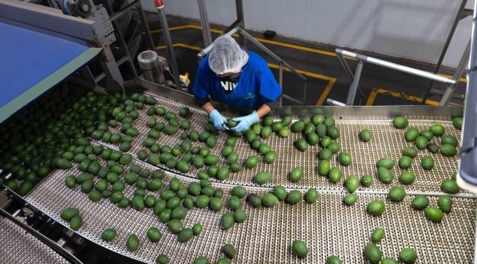 Sistema Guardián Forestal bloquea 2 mil huertas de aguacate y denuncia mil predios por deforestación ilegal