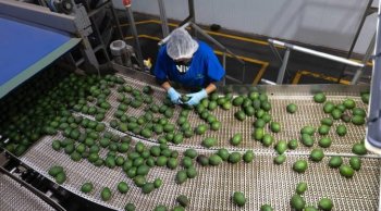 Sistema Guardián Forestal bloquea 2 mil huertas de aguacate y denuncia mil predios por deforestación ilegal