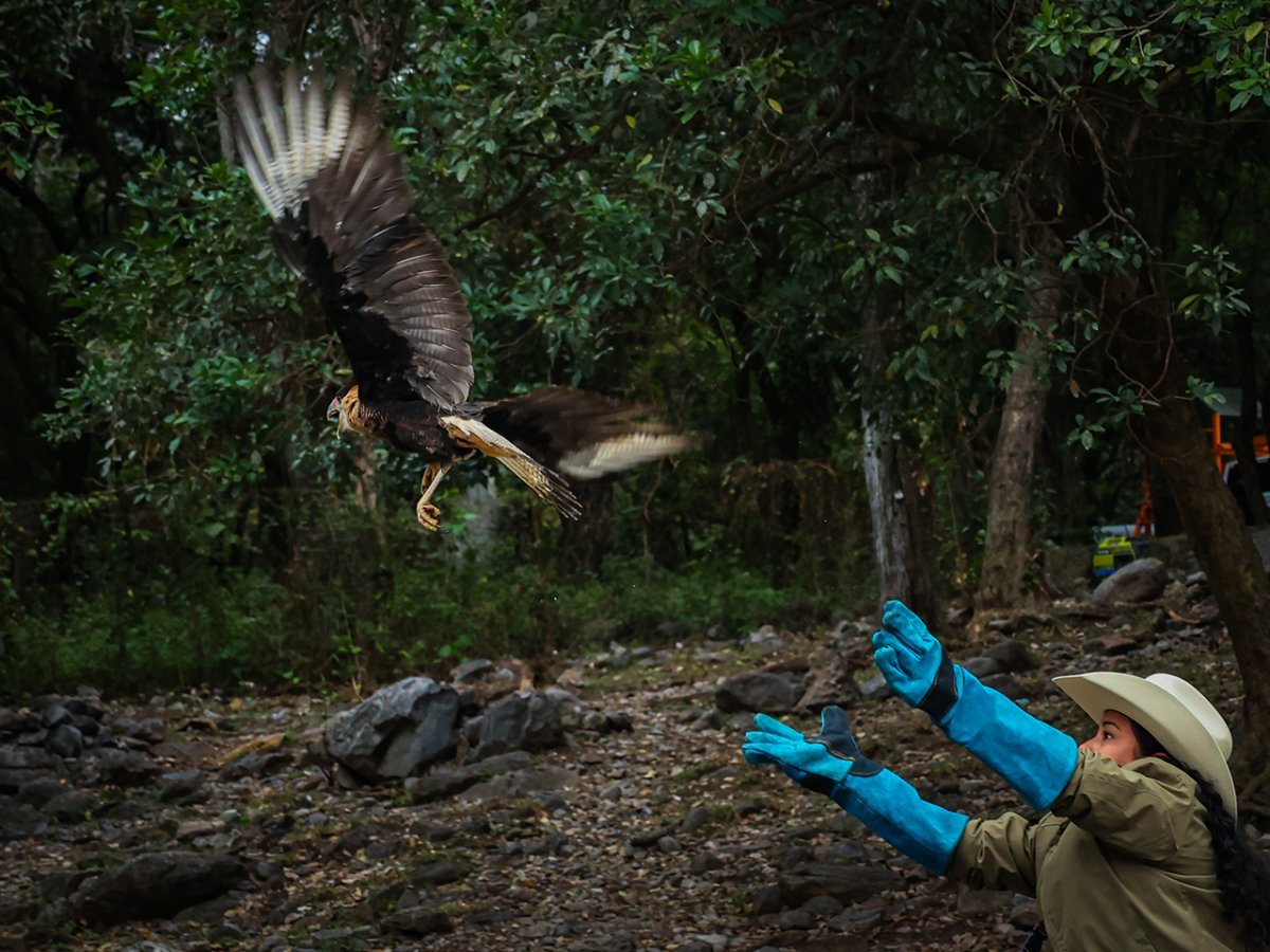 Liberan caracara en Parque Charco Azul tras rescate de tenencia ilegal en Ju&aacute;rez