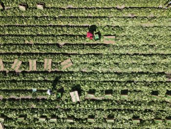 Aguascalientes, cuarto productor nacional de lechuga con 57 mil toneladas anuales