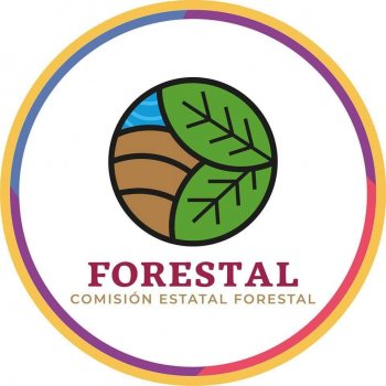 Coesfo continúa combate nocturno de incendio forestal en Santo Domingo Tehuantepec