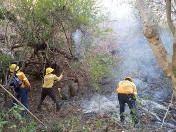 Coesfo reporta reducción significativa en tiempos de atención a incendios forestales en Oaxaca