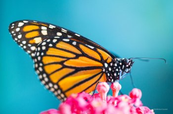 Documenta la FPMC por primera ocasión huevecillos de Mariposa Monarca en Cozumel