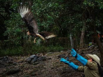 Liberan caracara en Parque Charco Azul tras rescate de tenencia ilegal en Juárez