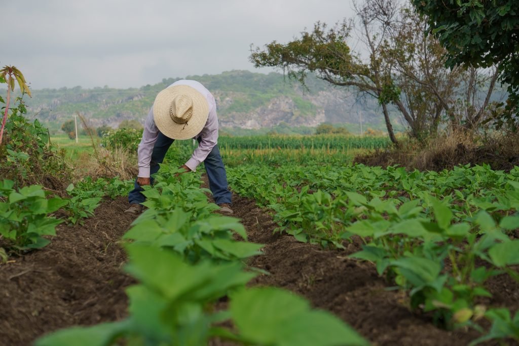 Syngenta e IECA ofrecen 300 becas para capacitaci&oacute;n agr&iacute;cola en l&iacute;nea con certificaci&oacute;n federal