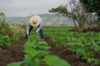 Syngenta e IECA ofrecen 300 becas para capacitación agrícola en línea con certificación federal