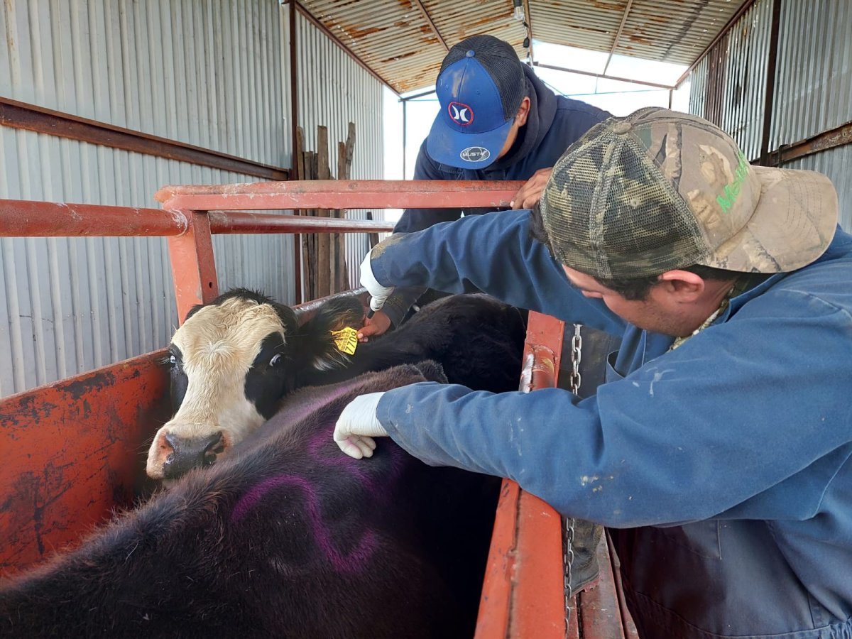 Gobierno de Chihuahua refuerza control de tuberculosis bovina con barridos sanitarios gratuitos en la Sierra Tarahumara