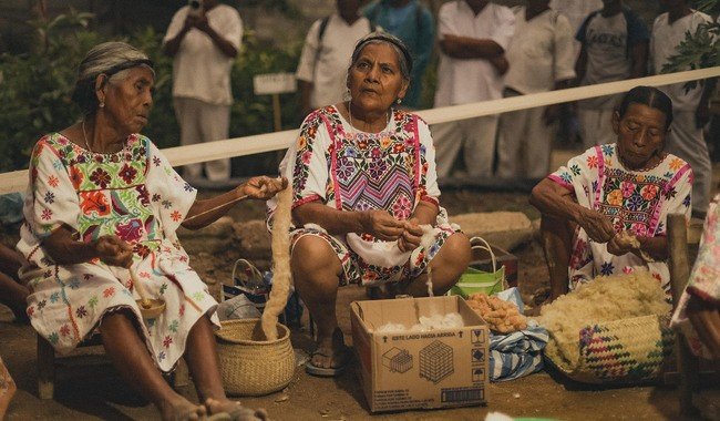 Programa Sembrando Vida triplica productores y rescata algod&oacute;n nativo amuzgo con primera cosecha hist&oacute;rica