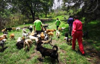 CDMX informa estado de salud de los 858 perros rescatados del refugio en Cuajimalpa y refuerza atención integral