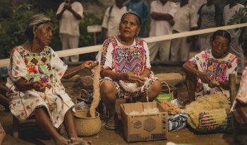 Programa Sembrando Vida triplica productores y rescata algodón nativo amuzgo con primera cosecha histórica