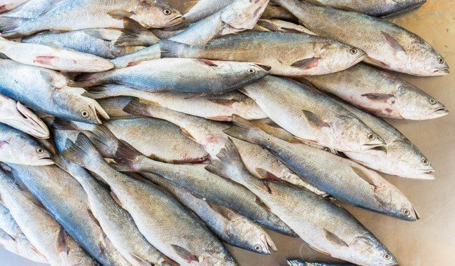 Establece Agricultura cuota de captura para curvina golfina en el Alto Golfo de California para 2026