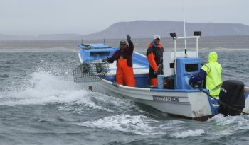 Conapesca establece vedas y periodos de aprovechamiento para especies acuáticas a partir de febrero 2026