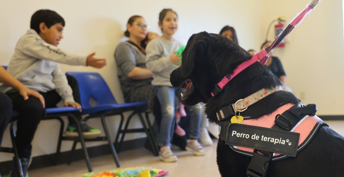 Sistema Estatal DIF Quer&eacute;taro inicia sesiones de caninoterapia 2026 para pacientes pedi&aacute;tricos