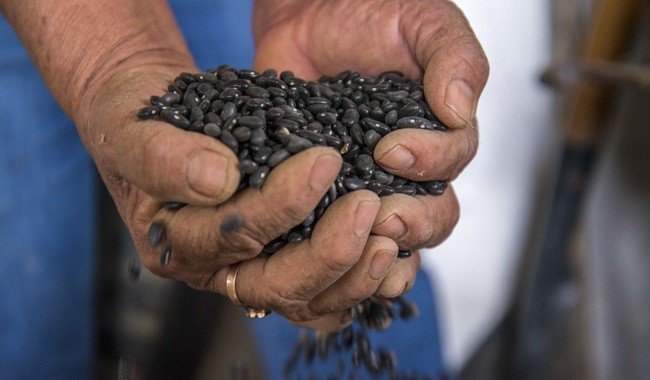 Verde Valle se compromete a comprar todo su frijol a productores mexicanos de peque&ntilde;a y mediana escala en 2026