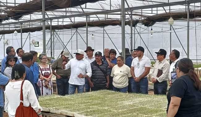 Productores de Yucat&aacute;n impulsan denominaci&oacute;n geogr&aacute;fica y tecnificaci&oacute;n del chile Xcatik en recorrido por Muna