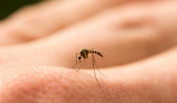 IMSS refuerza acciones contra Enfermedades Tropicales Desatendidas en su día mundial