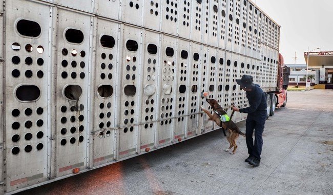 M&eacute;xico avala decisi&oacute;n de EU sobre liberaci&oacute;n de moscas est&eacute;riles en frontera como parte de estrategia binacional