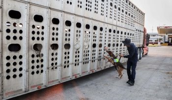 México avala decisión de EU sobre liberación de moscas estériles en frontera como parte de estrategia binacional