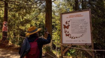 Millones de mariposas Monarca transforman bosques de Michoacán en espectáculo natural