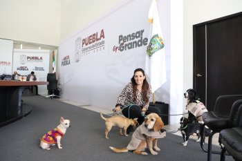 IBA lanza campaña 'Patitas contra el Frío' y convoca a donar alimento para proteger a animales en temporada invernal