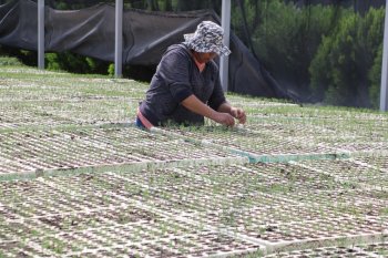 Gobierno del Estado reporta avances en desarrollo forestal sustentable durante 2025