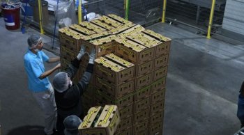 Michoacán inicia trámite de Indicación Geográfica para proteger al aguacate de su franja productora