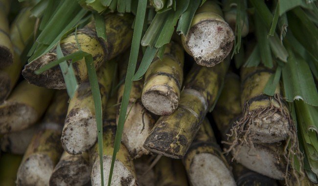 Agricultura incorporará a productores cañeros a programas de bienestar para reducir tasas de interés del 30% al 8.5%