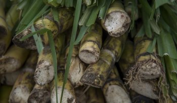 Agricultura incorporará a productores cañeros a programas de bienestar para reducir tasas de interés del 30% al 8.5%